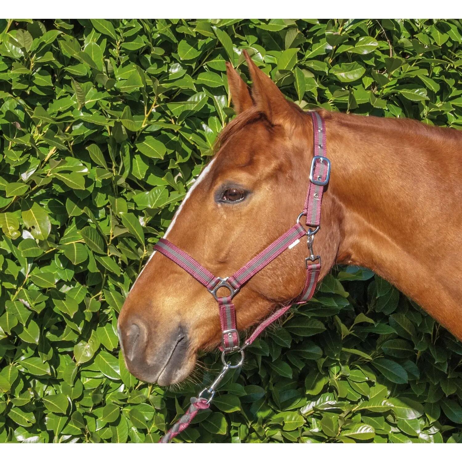 Licol pour cheval double + longe T de T 2/2