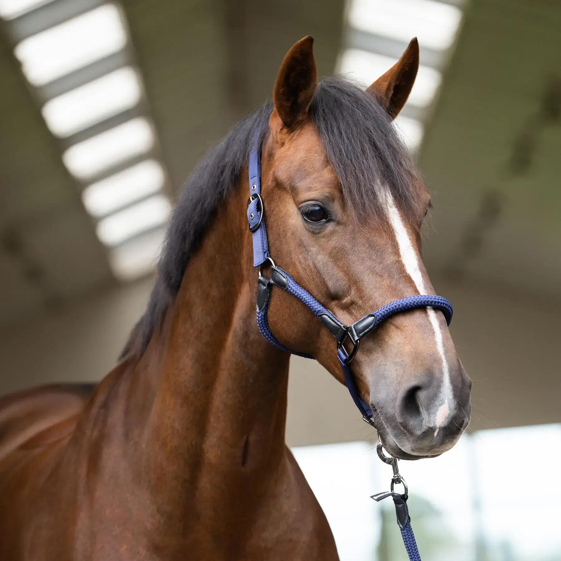 Licol pour cheval Imperial Riding Laura 2/3