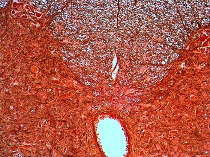 Set di preparati per microscopio - Biologia e fisiologia - Levenhuk N20 NG 9/12