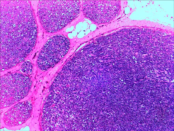 Set di preparati per microscopio - Biologia e fisiologia - Levenhuk N20 NG 8/12