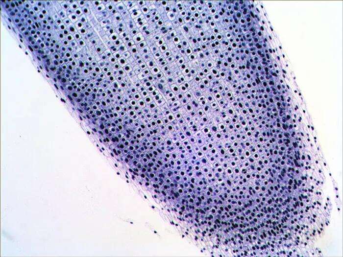 Set di preparati per microscopio - Biologia e fisiologia - Levenhuk N20 NG 7/12
