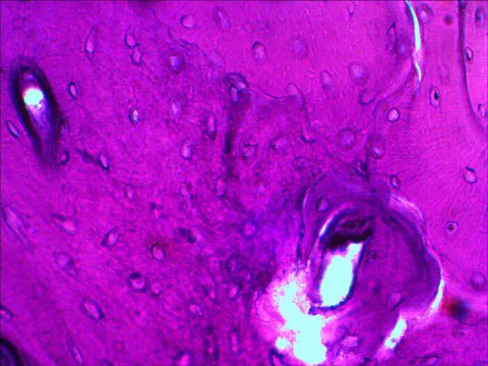 Set di preparati per microscopio - Biologia e fisiologia - Levenhuk N20 NG 11/12