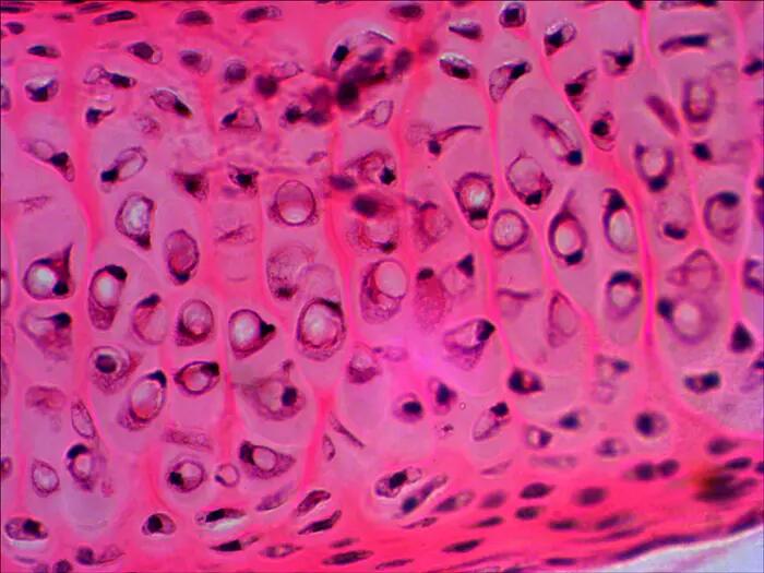 Set di preparati per microscopio - Biologia e fisiologia - Levenhuk N20 NG 10/12
