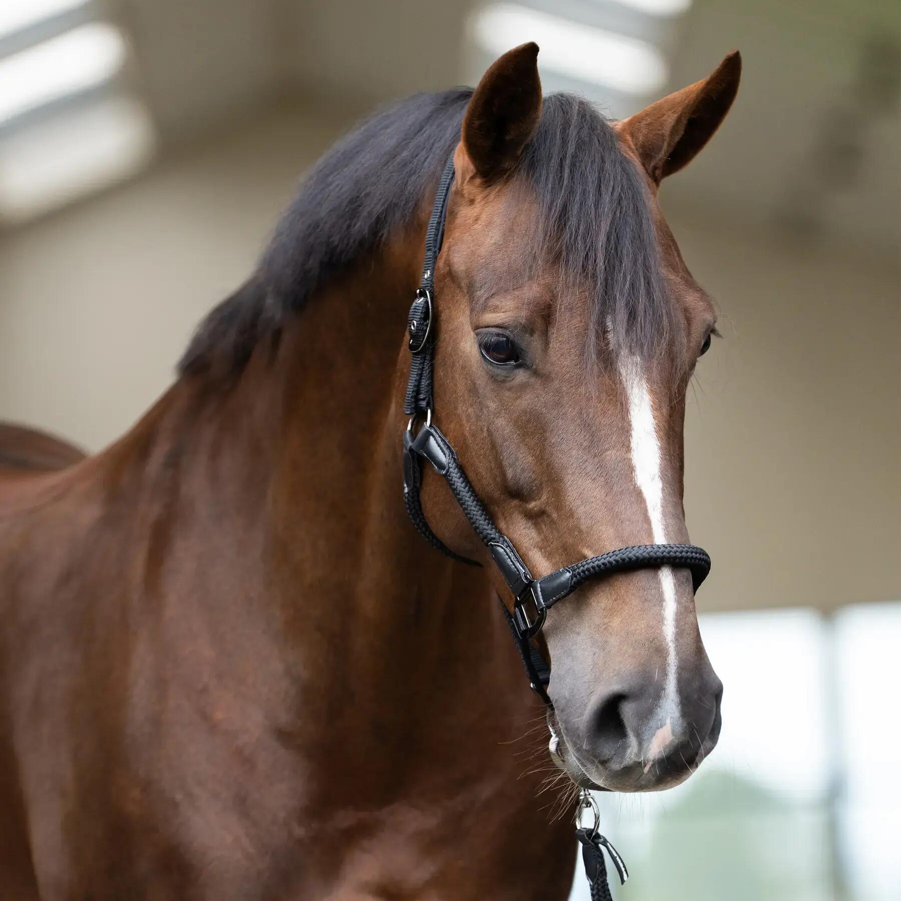 Halster voor paarden Imperial Riding Laura 2/3