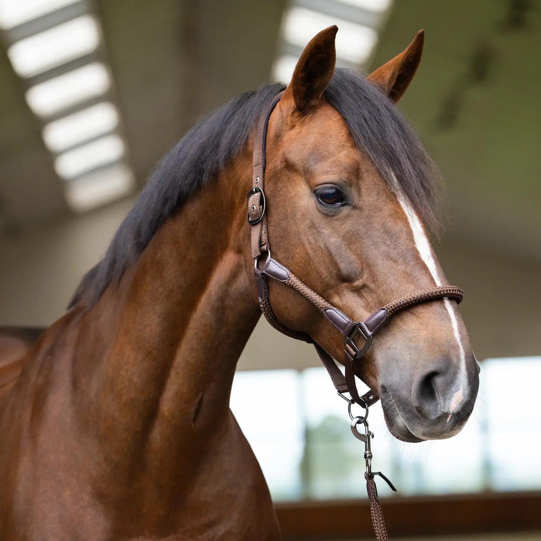 Licol pour cheval Imperial Riding Laura 2/3