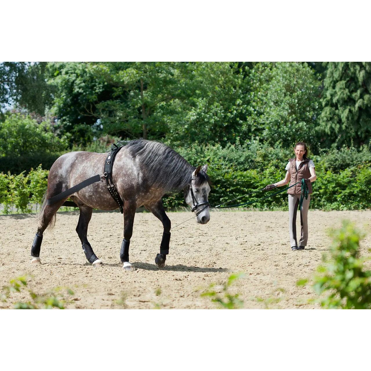 Sangle pour cheval USG Lehmann 2/2