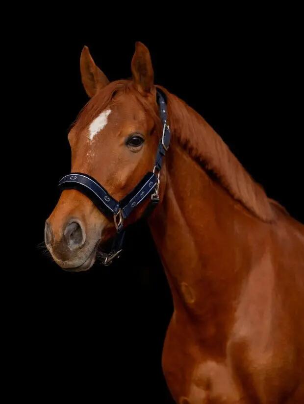 EQUUS BRAND picture