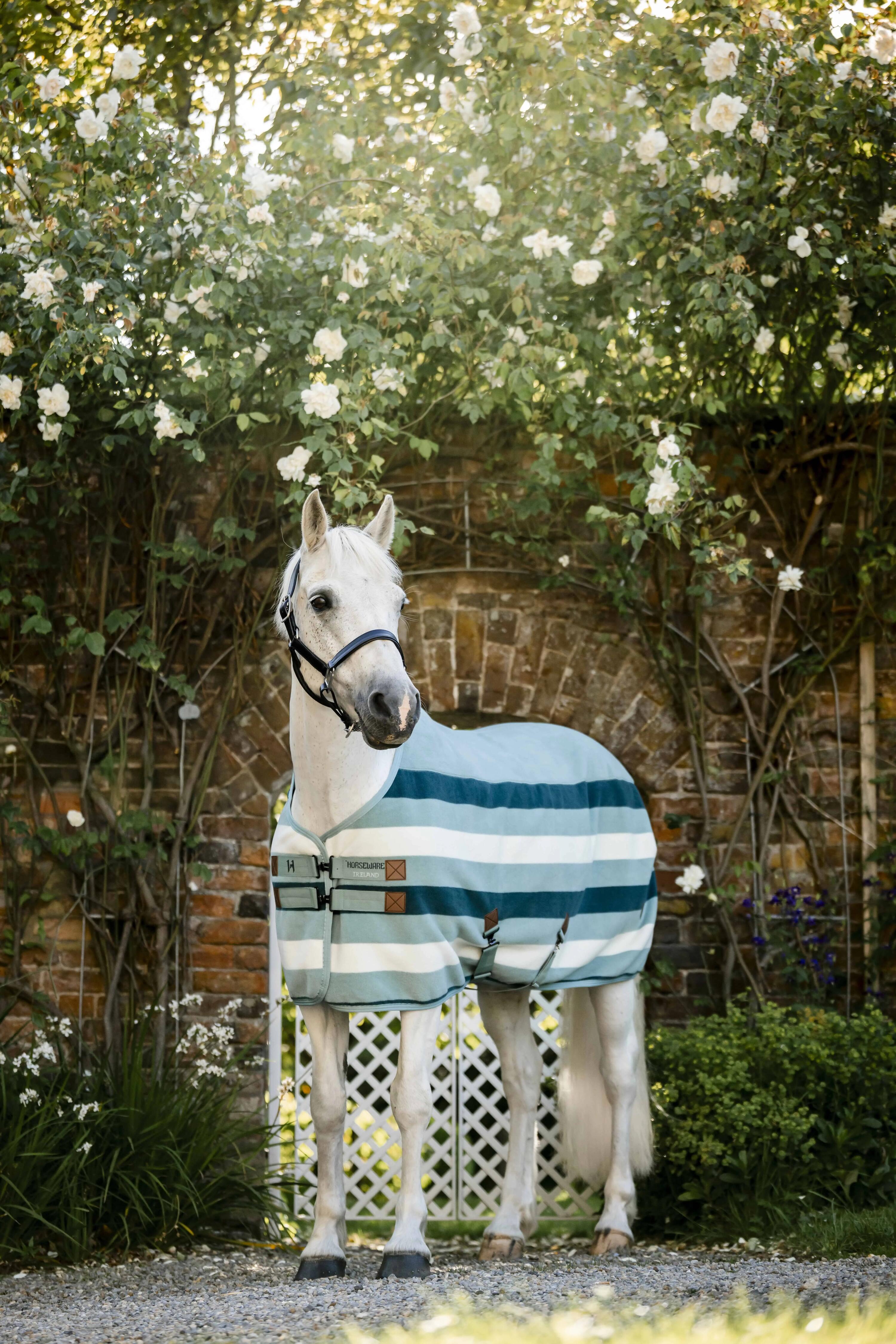 Abschwitzdecke Newmarket in witney dynasty 3/6