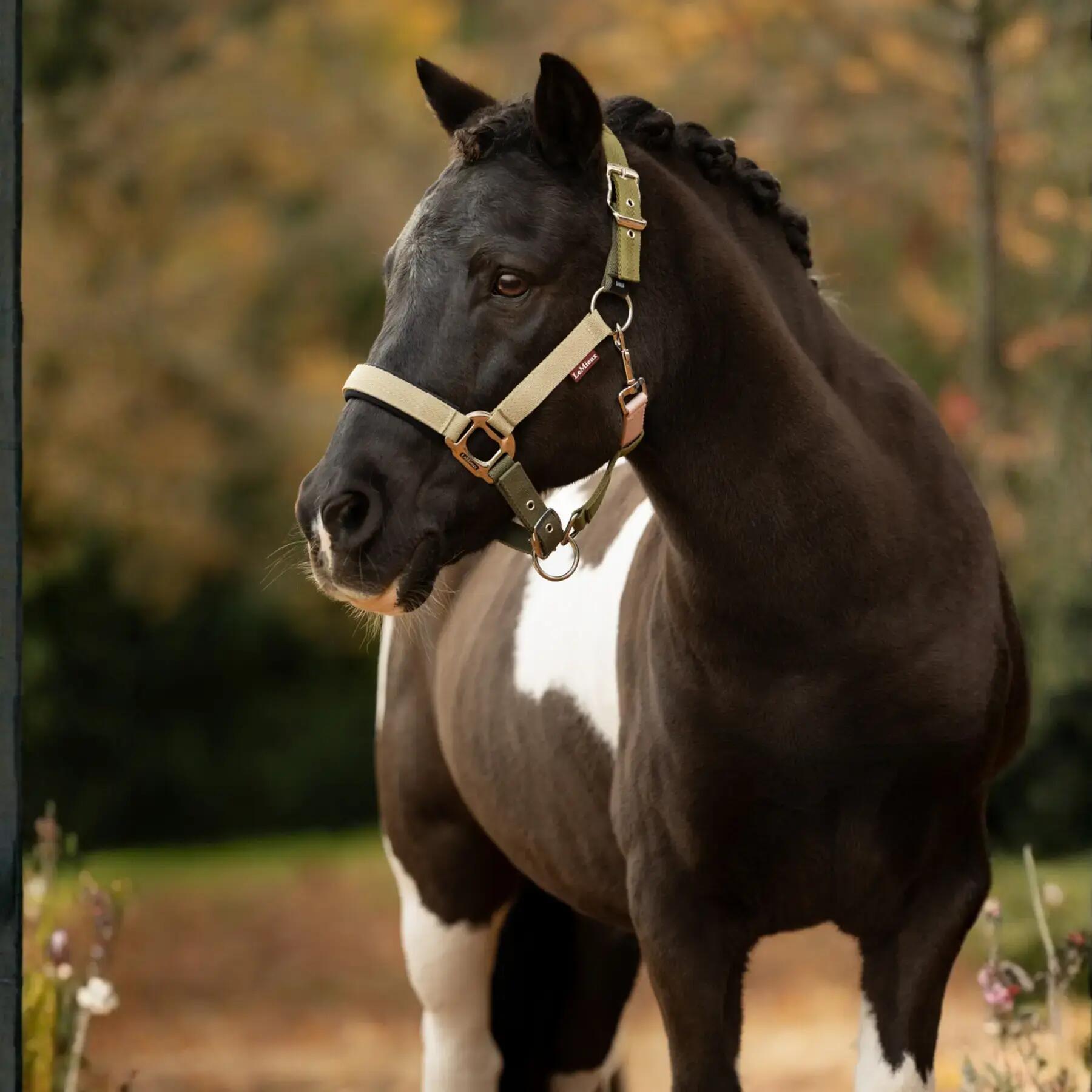 Halster voor paarden LeMieux Medley 2/2