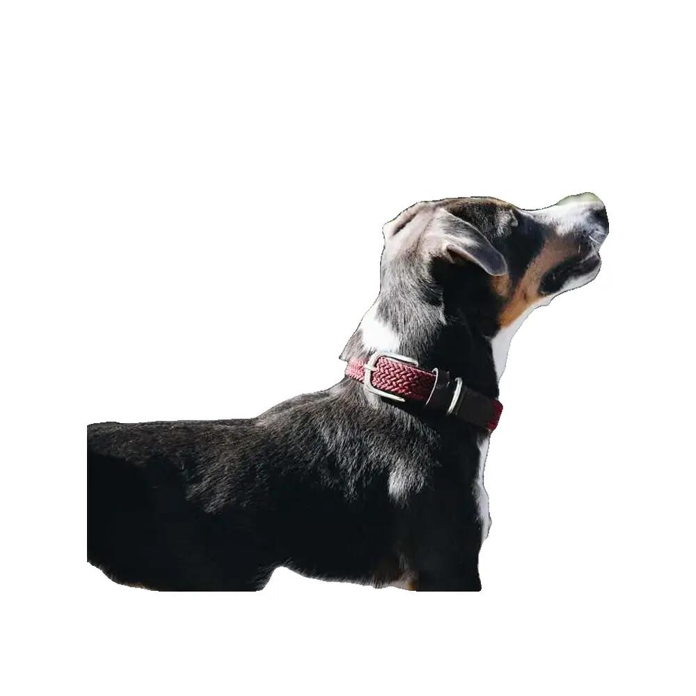 Collier pour chien en Nylon tressé - Kentucky 5/5