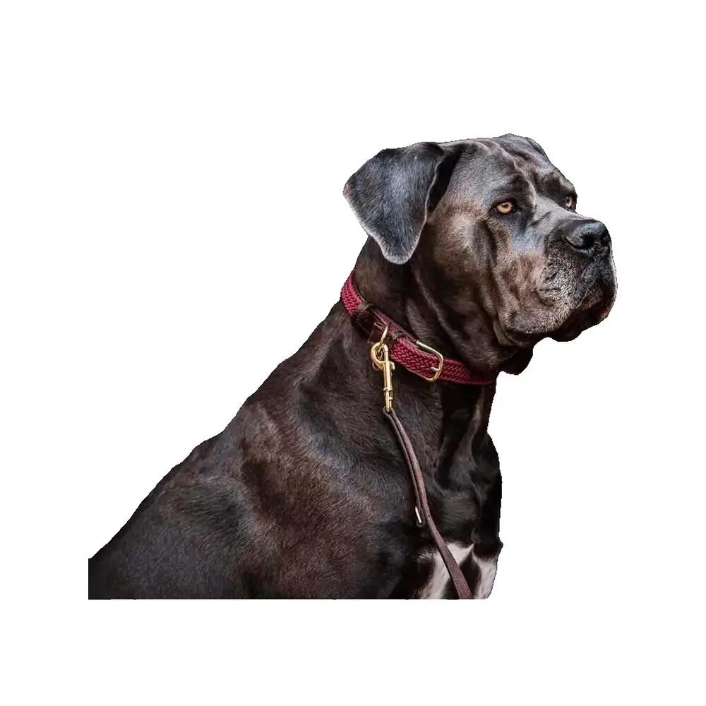 Collier pour chien en Nylon tressé - Kentucky 4/5