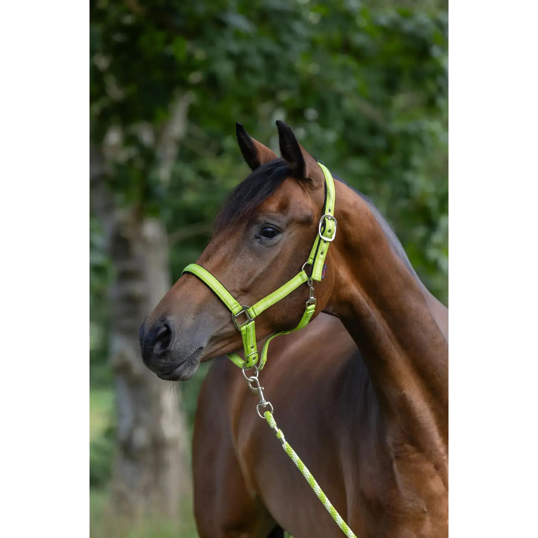 Licol pour cheval Kerbl Mustang 2/3
