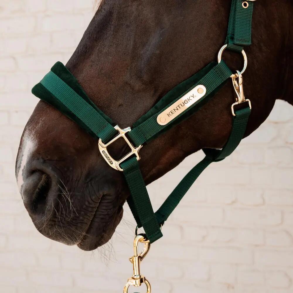 Cavezza in nylon Kentucky Horsewear 3/3
