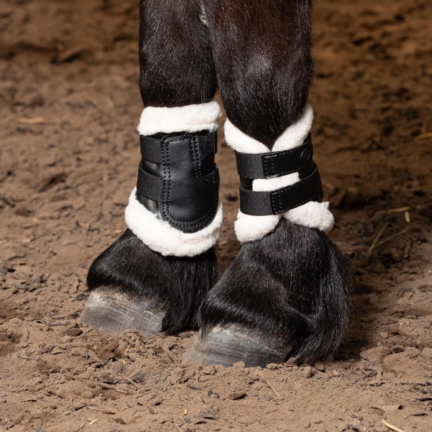HARRYS HORSE picture
