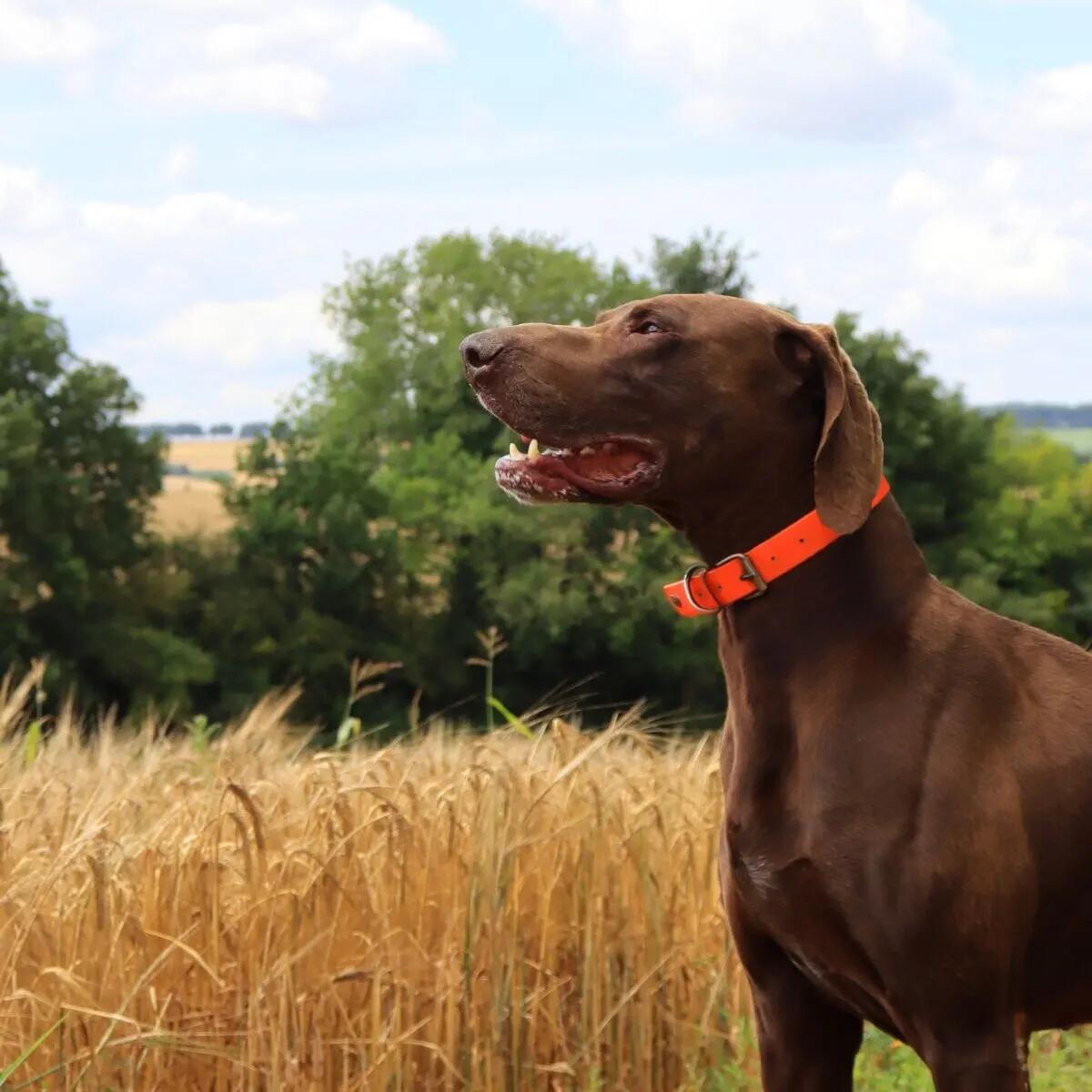 Collare fluorescente per cani da caccia Martin Sellier 2/2