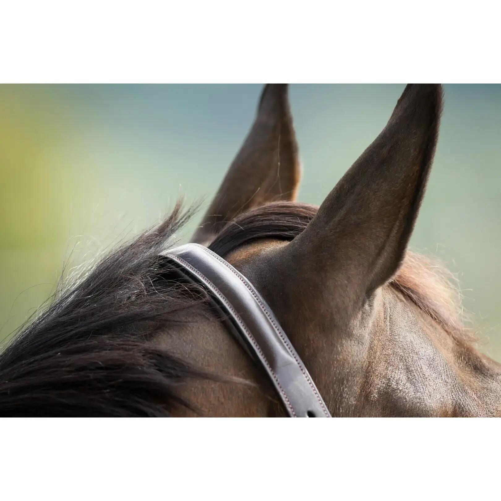 Halter skórzany dla koni z podszewką HFI Raised 2/2