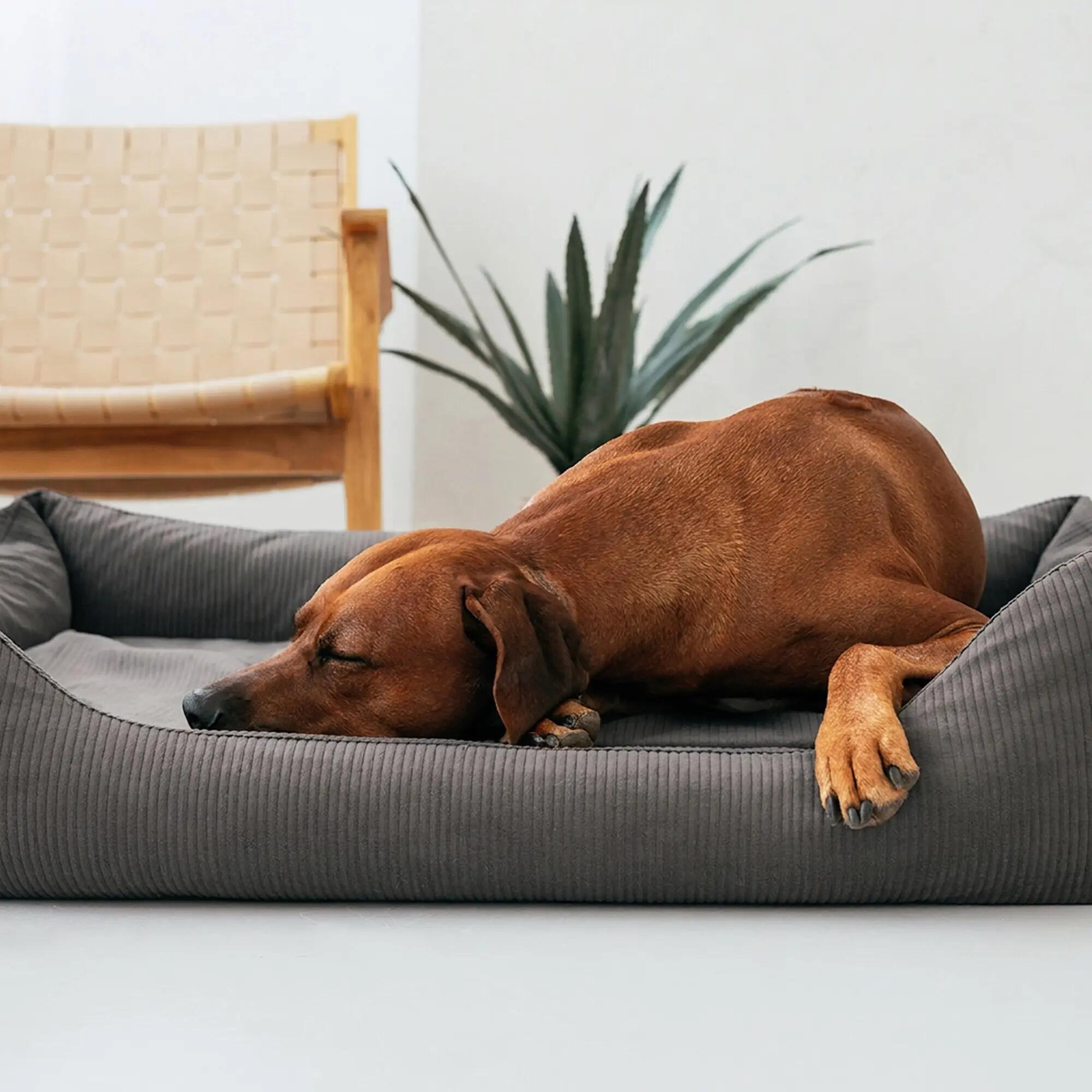 Letto Ortopedico per Cani – Memory Foam, Robusto e Sfoderabile 8/8