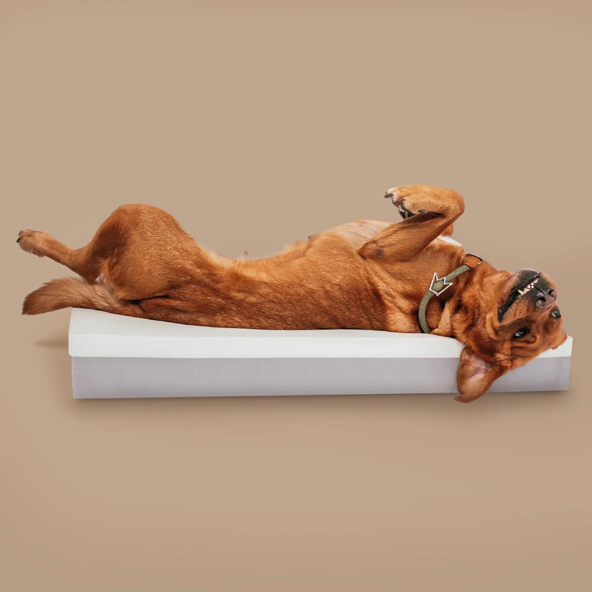 Letto Ortopedico per Cani – Memory Foam, Robusto e Sfoderabile 3/8