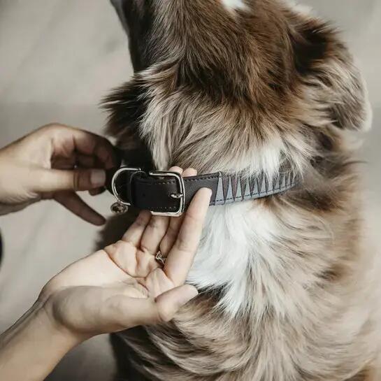 Collier pour chien triangle Kentucky 3/3