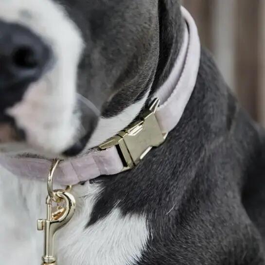 Collier pour chien Velvet - Kentucky 3/3