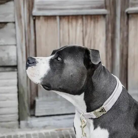 Collier pour chien Velvet - Kentucky 2/3