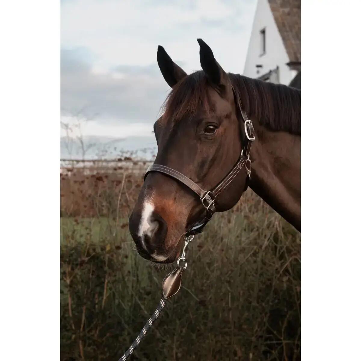 US Halter WO coll,  Full/brown 2/3