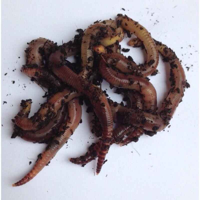 Riverbait - Lebendköder Dendrobena Dose(n) - 15 Stück