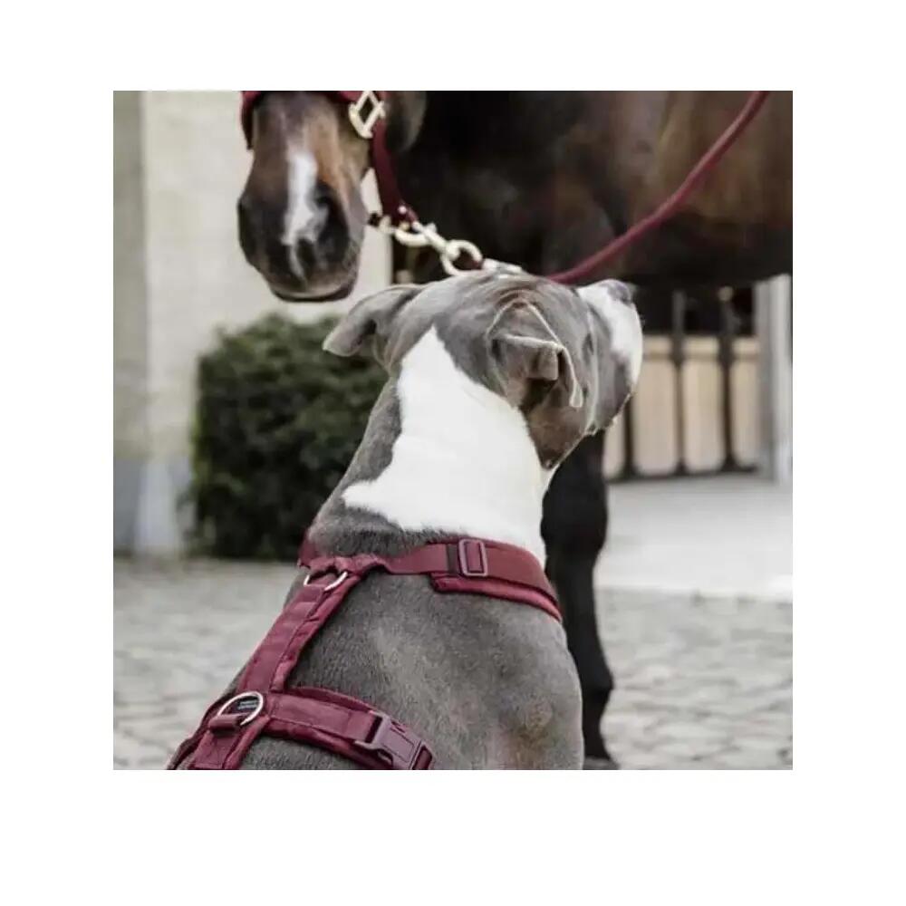 Arnés para perro activo Kentucky Velvet 3/3