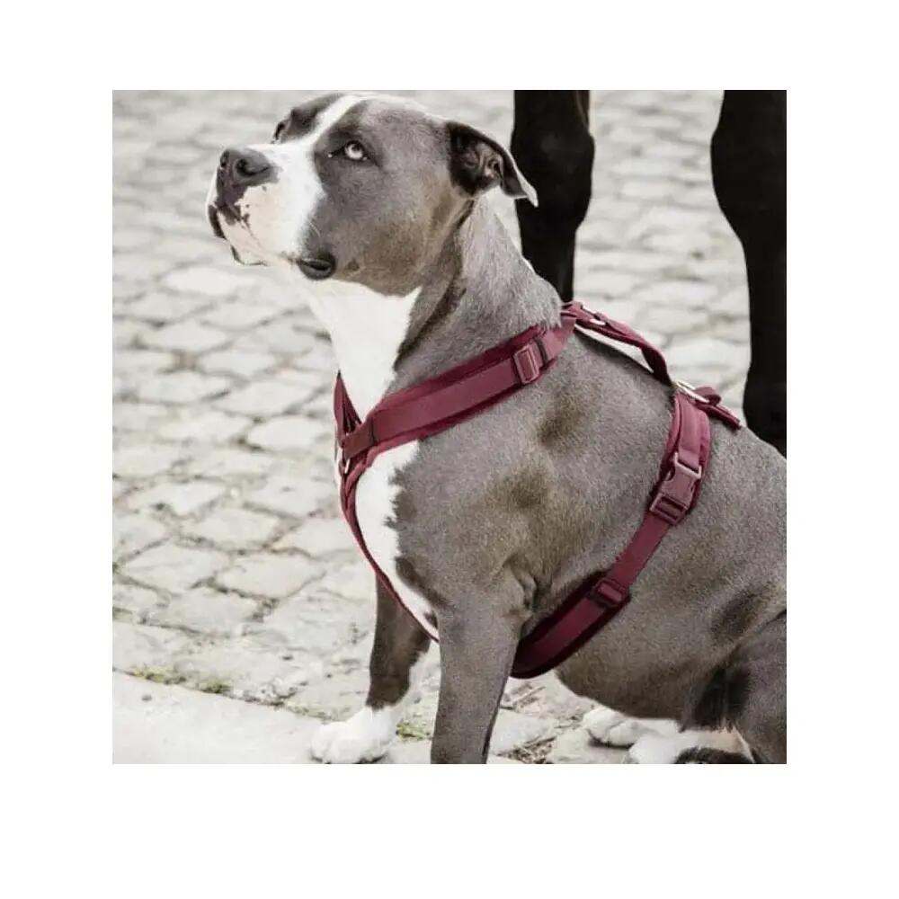 Arnés para perro activo Kentucky Velvet 2/3
