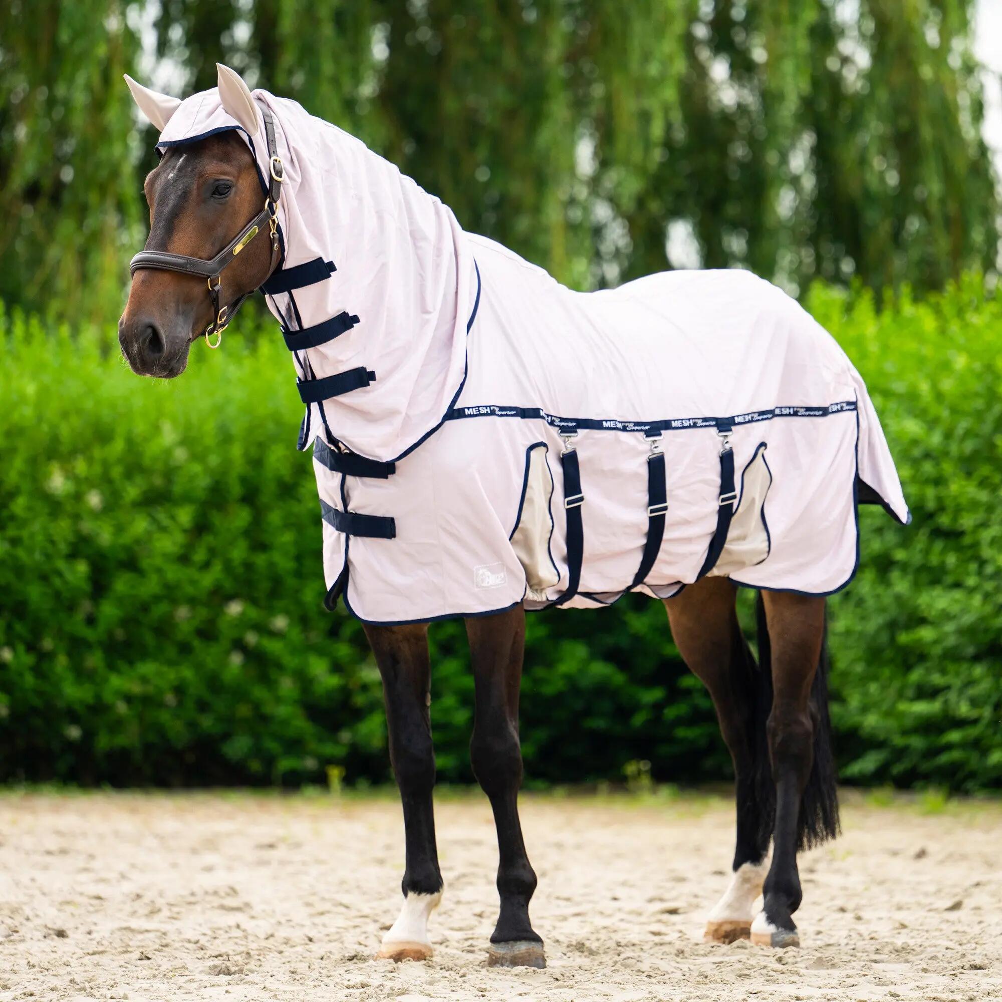 HARRYS HORSE picture