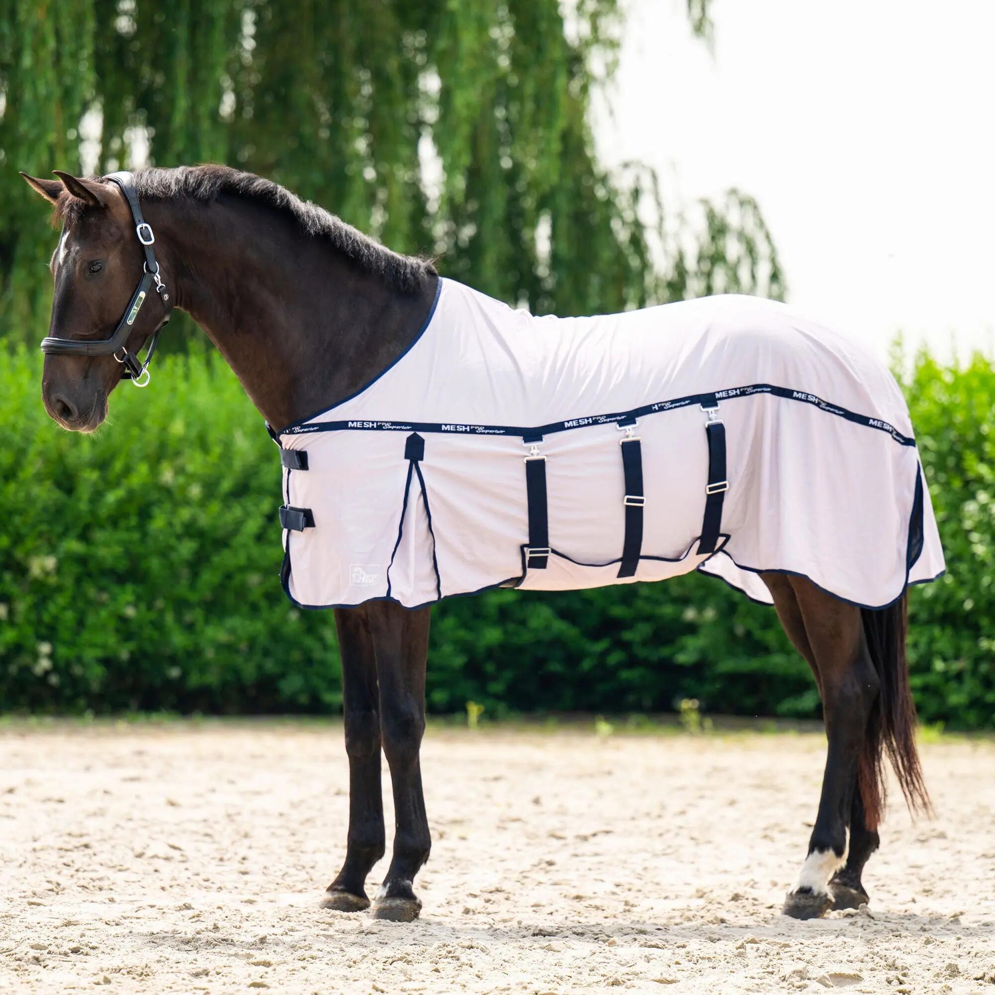 HARRYS HORSE picture