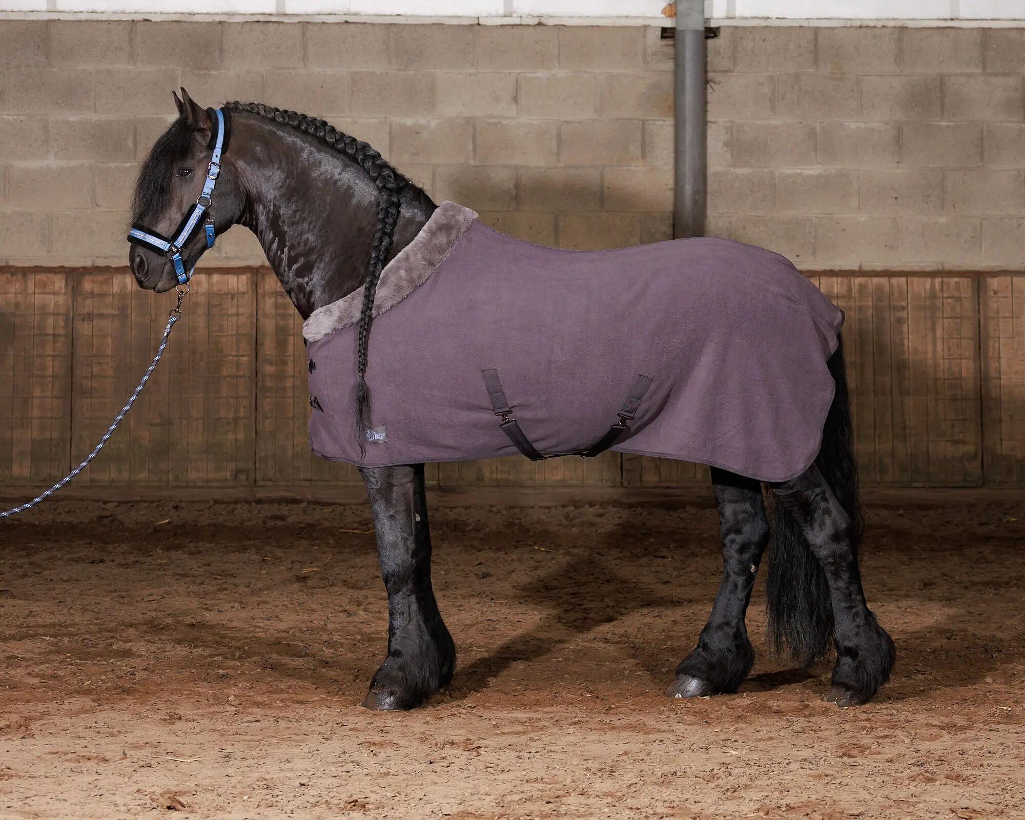 HARRYS HORSE picture
