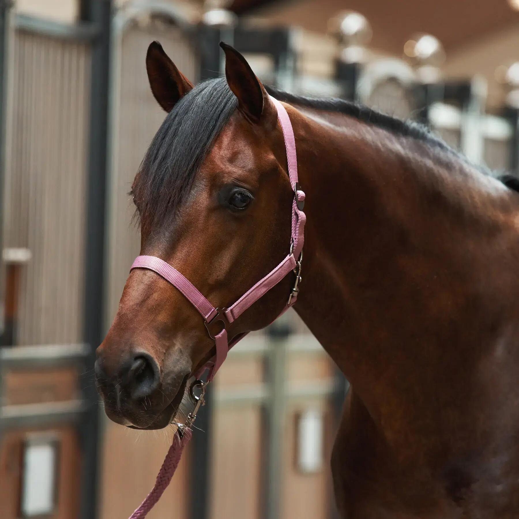 Licol pour cheval Imperial Riding Economic 2/2