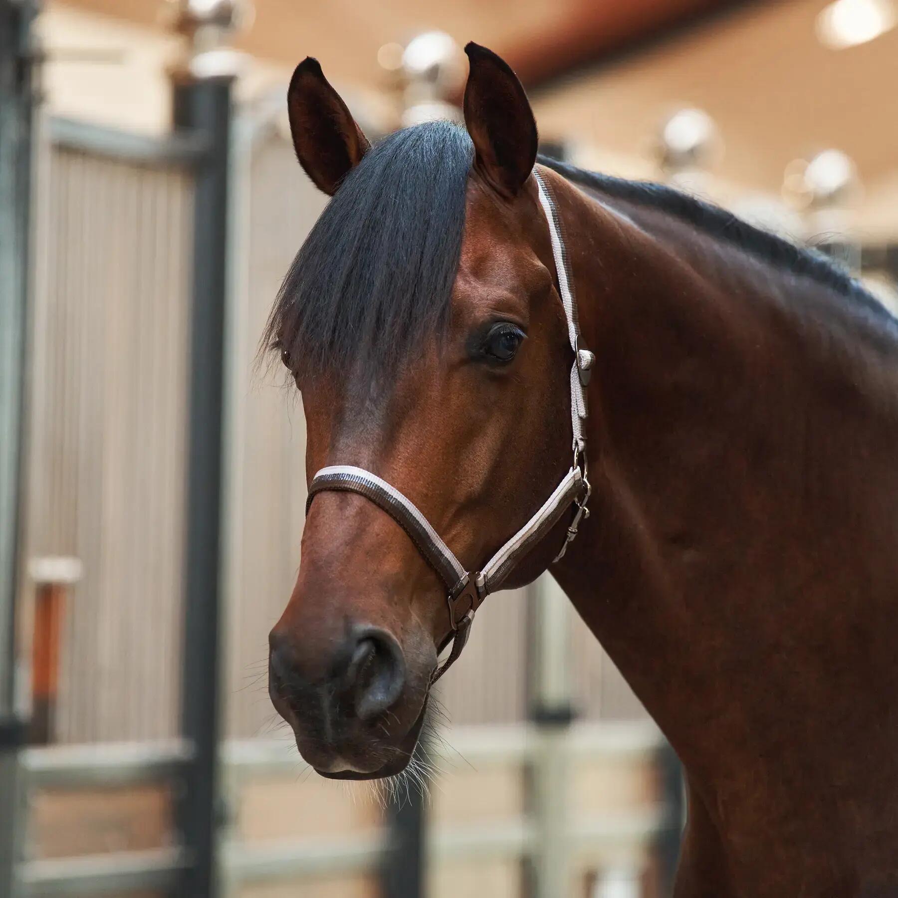 Licol pour cheval Imperial Riding Economic 2/3