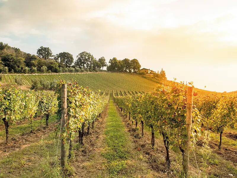 Pack Presente Odisseias - Visita e Prova de Vinhos | Experiência para 2 pessoas 6/6