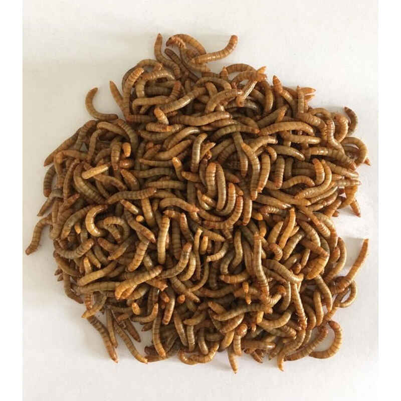 Riverbait - Lebendköder Mehrlwurm - klein - Dose á 30g