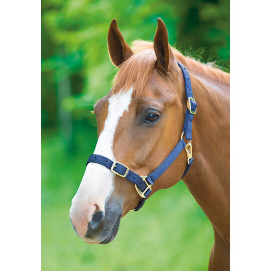 Licol en Nylon bleu pour cheval