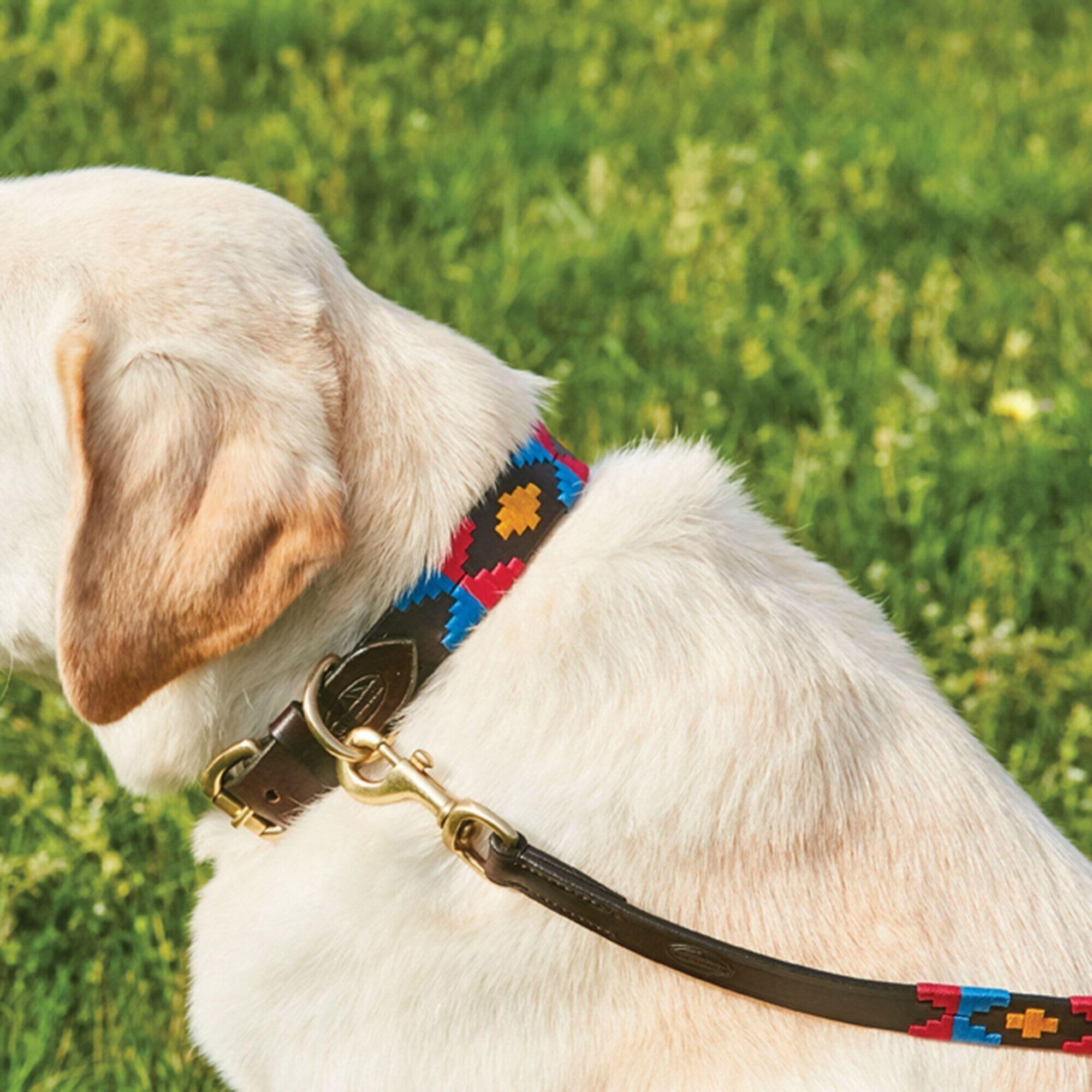 Polo Leather Dog Collar (Cowdray Brown/Pink/Blue/Yellow) 2/4