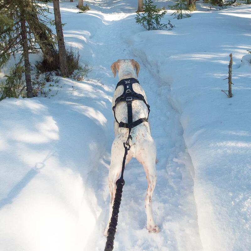 Longe de traction RAIDLIGHT pour cani-randonnée, cani-trail