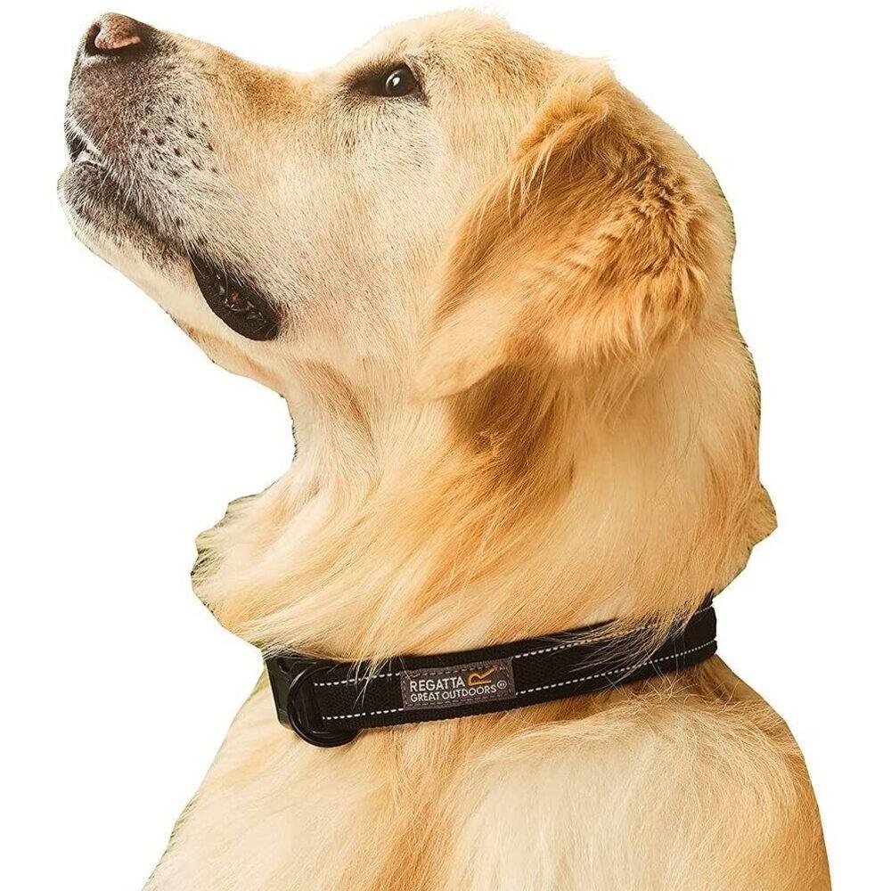 Premium Dog Collar (Black) 3/4