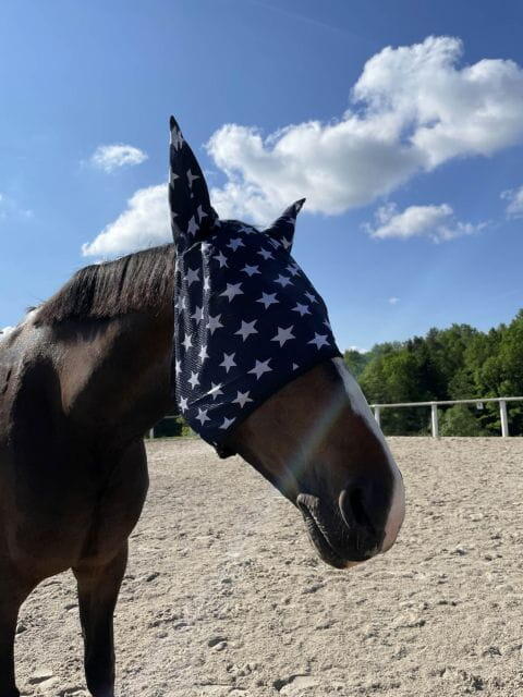 Fliegenschutzmaske für Pferd und Pony, Fliegenmaske START Stars mit Ohren 2/2