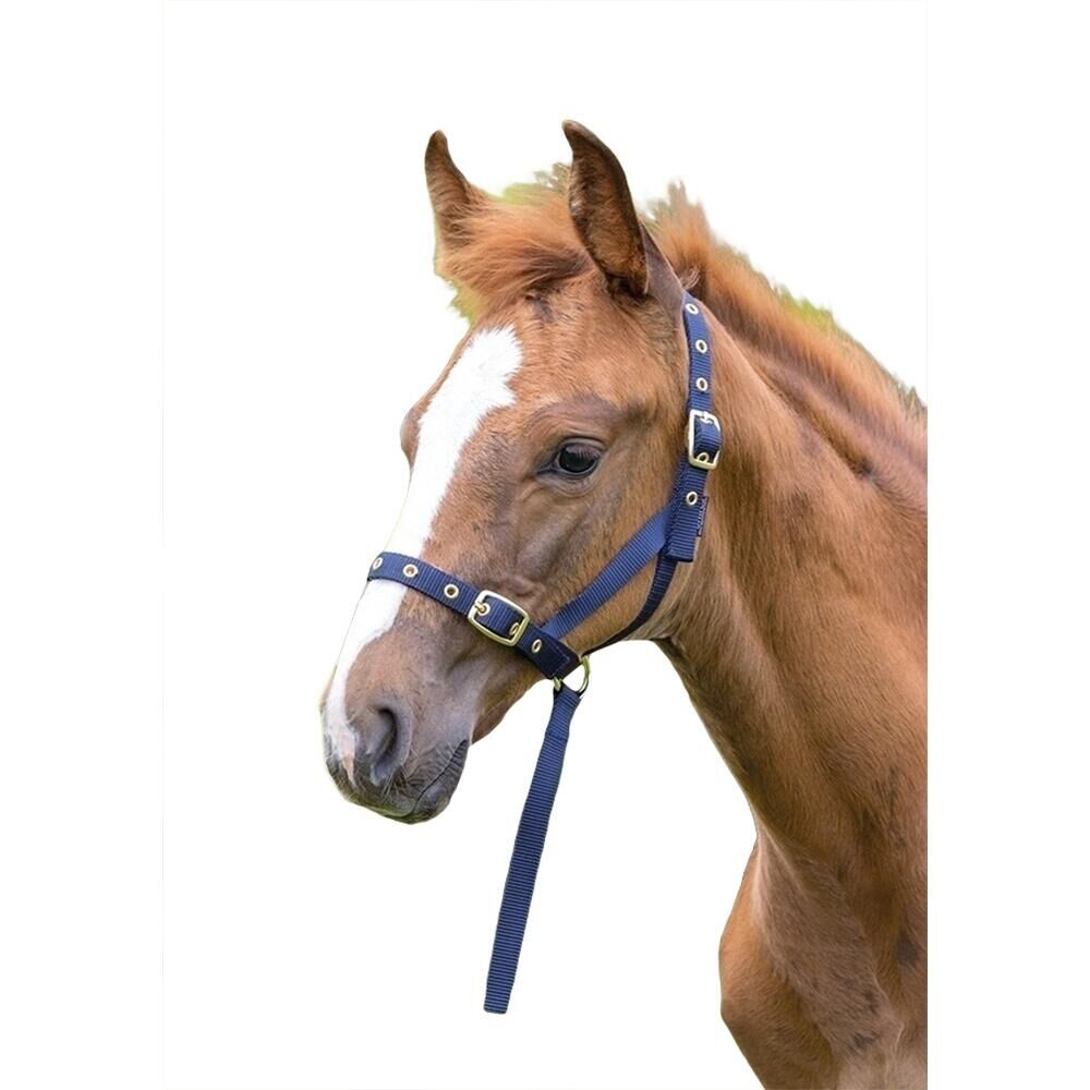 SHIRES Foal Slip Headpiece (Navy)