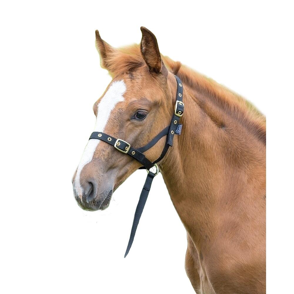 Foal Slip Headpiece (Black) 1/1