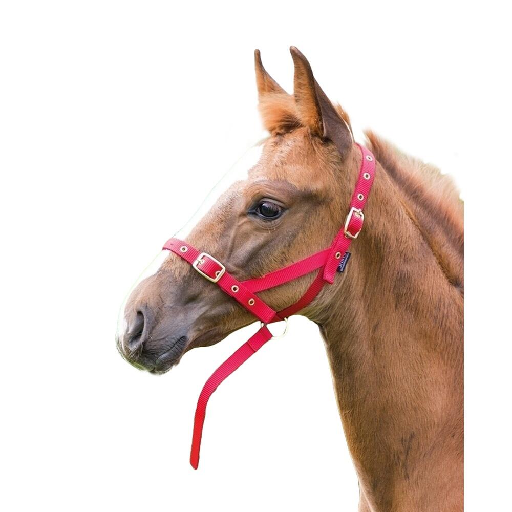 SHIRES Foal Slip Headpiece (Red)