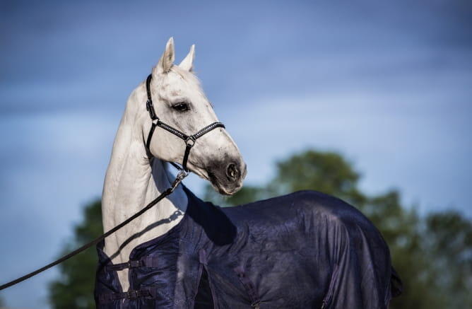 Couverture anti-mouches pour cheval Standard 3/4