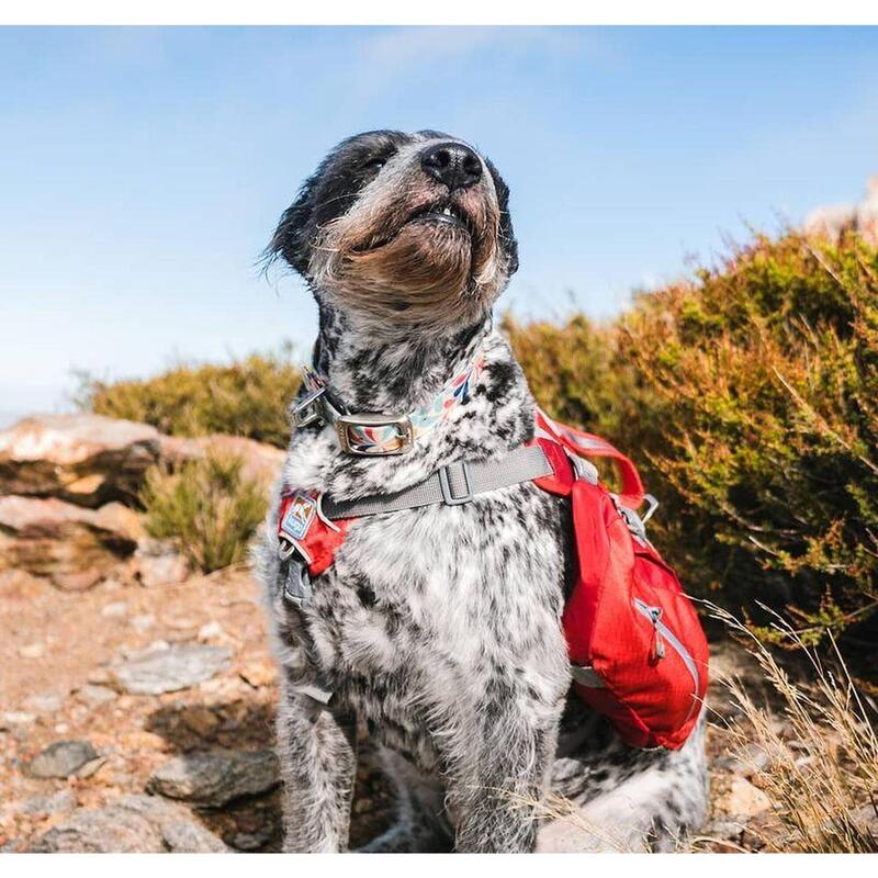 SAC DE BAT "BAXTER"  (POUR CHIEN)