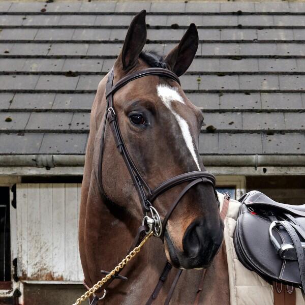 JOHN WHITAKER Ready to Ride Flash Bridle