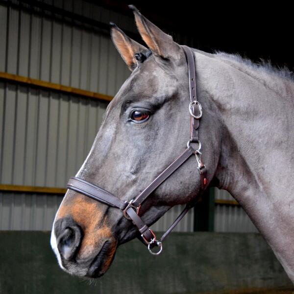 JOHN WHITAKER Ready to Ride Leather Headcollar