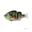 Poisson Nageur Deps Tiny Shooter 100 (Real Blue Gill)