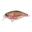 Poisson Nageur Spro Ikiru Mini Crank 38F SL SH (Rainbow Trout)